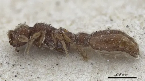 Ooceraea biroi - CASENT0916710