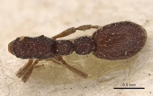 Ooceraea coeca specimen