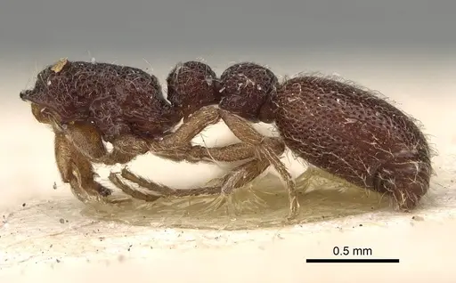 Ooceraea coeca specimen