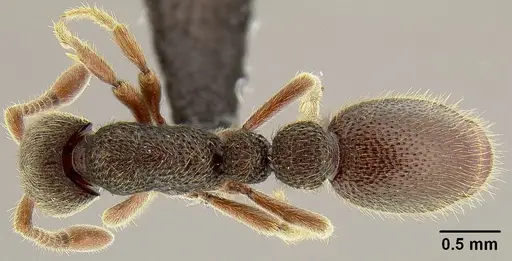 Ooceraea fuscior specimen