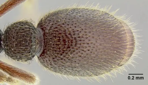 Ooceraea fuscior specimen