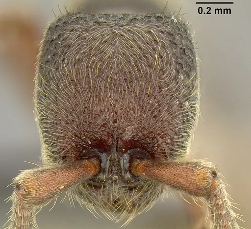 Ooceraea fuscior - CASENT0171152