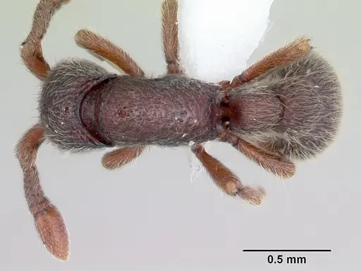 Ooceraea papuana specimen