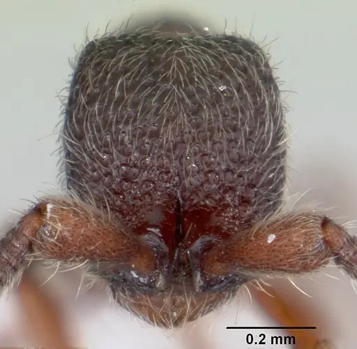 Ooceraea papuana specimen