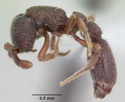 Ooceraea papuana specimen