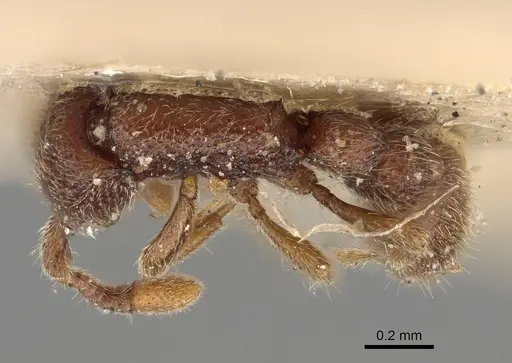 Ooceraea pusilla specimen