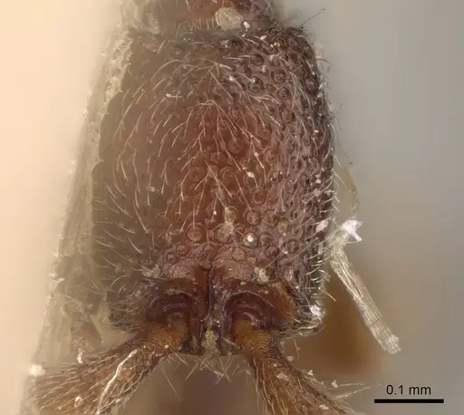 Ooceraea pusilla specimen