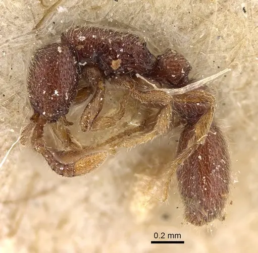 Ooceraea pusilla specimen