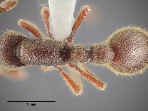 Ooceraea quadridentata specimen