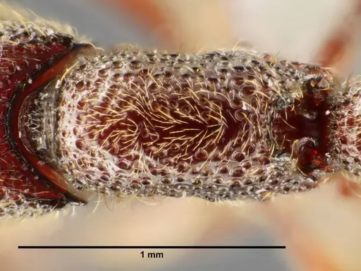 Ooceraea quadridentata specimen