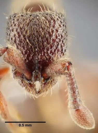 Ooceraea quadridentata specimen