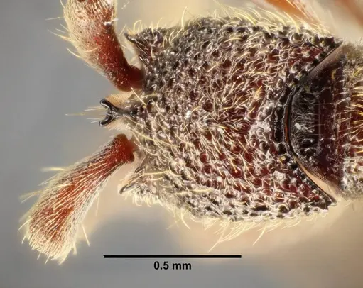 Ooceraea quadridentata - ANTWEB1041156