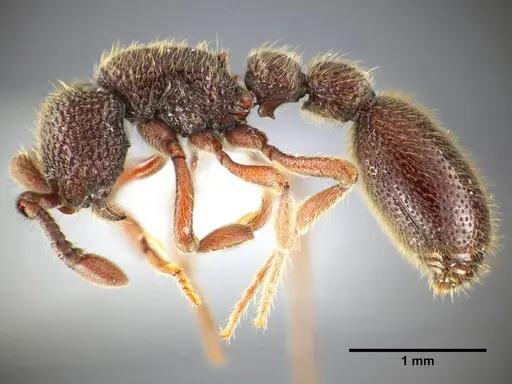 Ooceraea quadridentata - ANTWEB1041156
