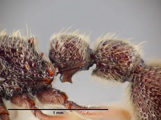 Ooceraea quadridentata - ANTWEB1041156