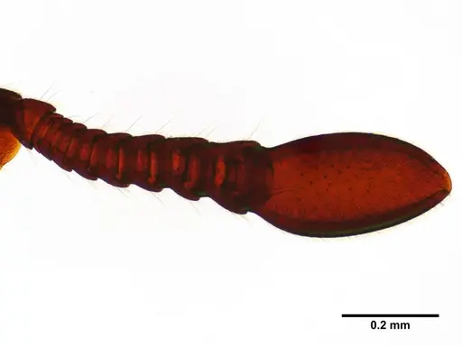 Ooceraea quadridentata - ANTWEB1041157