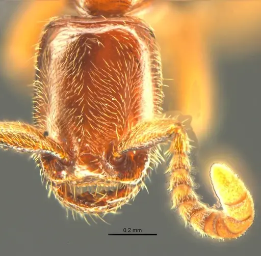 Opamyrma hungvuong specimen