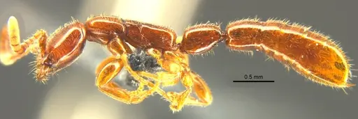 Opamyrma hungvuong specimen