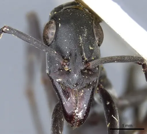 Ophthalmopone depilis specimen