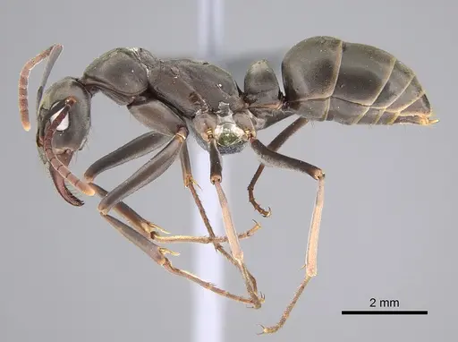 Ophthalmopone hottentota specimen