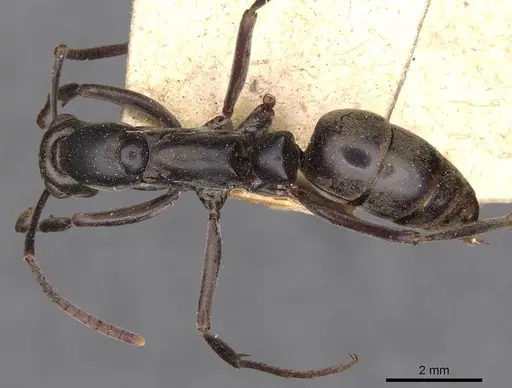 Ophthalmopone ilgii specimen