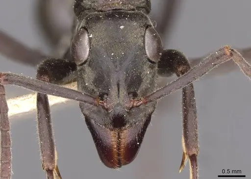 Ophthalmopone ilgii specimen