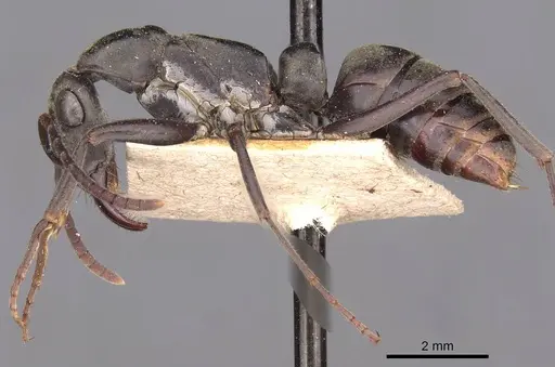 Ophthalmopone ilgii specimen