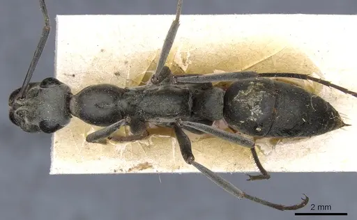 Ophthalmopone mocquerysi specimen