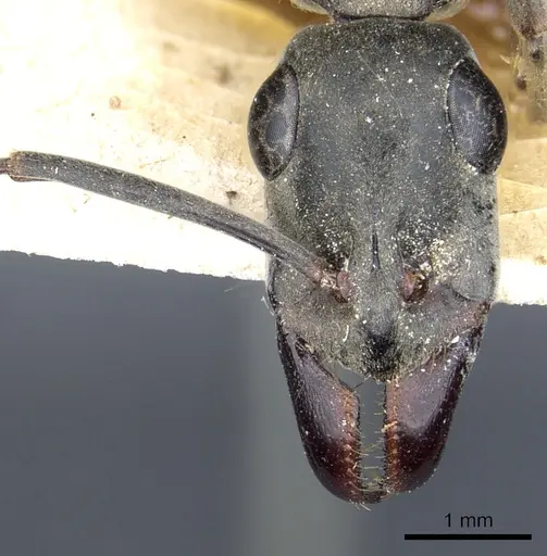 Ophthalmopone mocquerysi specimen