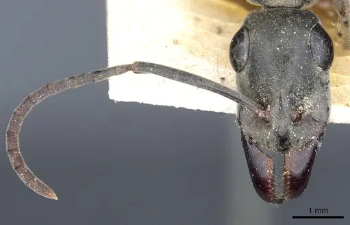 Ophthalmopone mocquerysi specimen