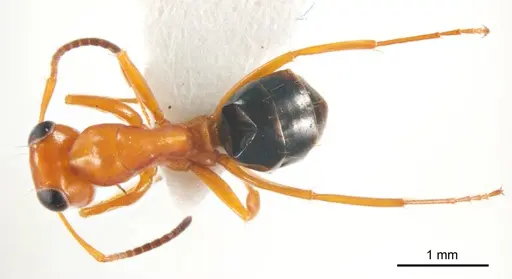 Opisthopsis haddoni specimen