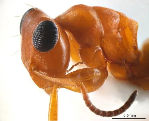Opisthopsis haddoni specimen