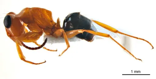 Opisthopsis haddoni - ANTWEB1008686