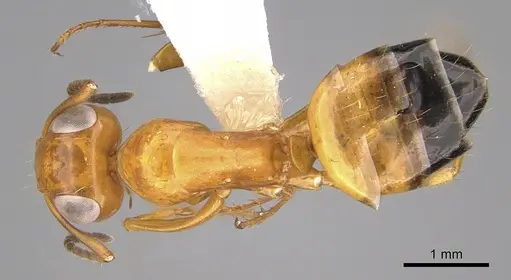 Opisthopsis haddoni - CASENT0281140