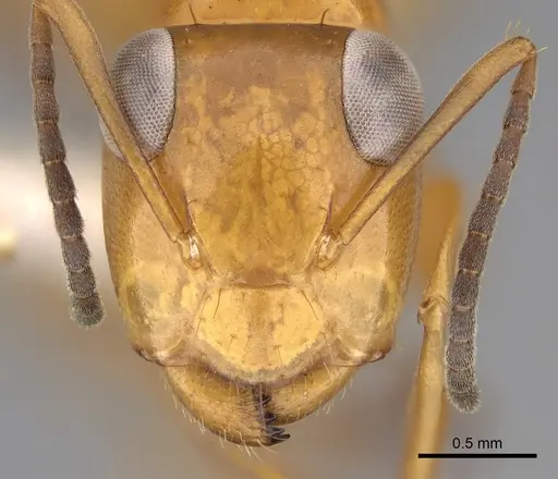 Opisthopsis haddoni - CASENT0281140