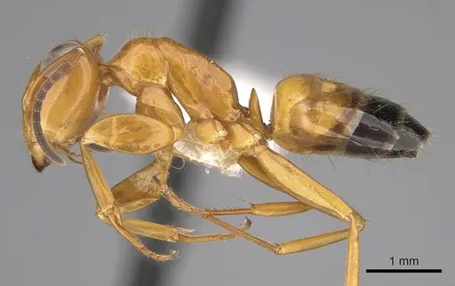 Opisthopsis haddoni - CASENT0281140