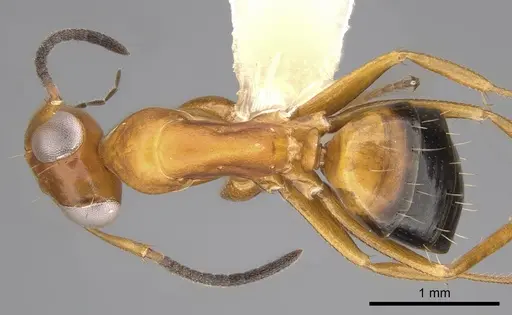 Opisthopsis haddoni - CASENT0281141