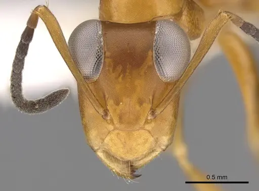 Opisthopsis haddoni - CASENT0281141