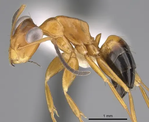 Opisthopsis haddoni - CASENT0281141