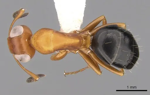 Opisthopsis haddoni - CASENT0281147