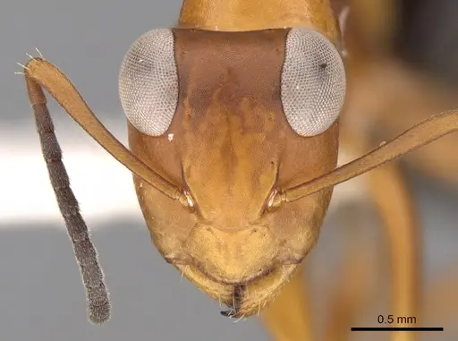 Opisthopsis haddoni - CASENT0281147