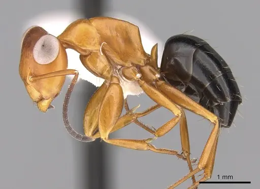 Opisthopsis haddoni - CASENT0281147