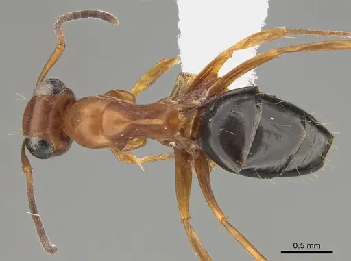 Opisthopsis haddoni - CASENT0887763