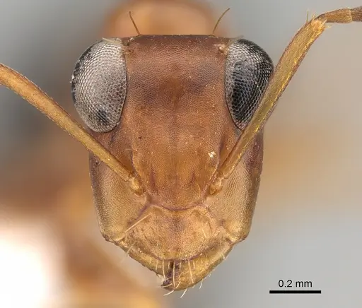 Opisthopsis haddoni - CASENT0887763