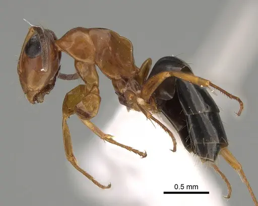 Opisthopsis haddoni - CASENT0887763