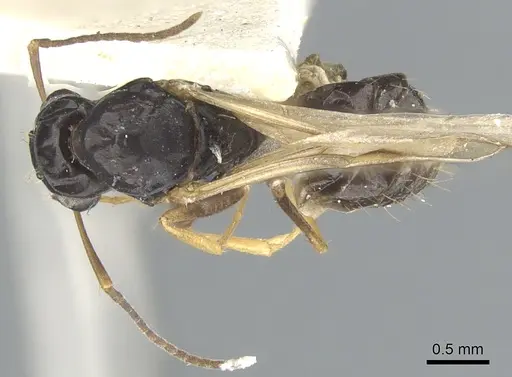 Opisthopsis haddoni - CASENT0903476