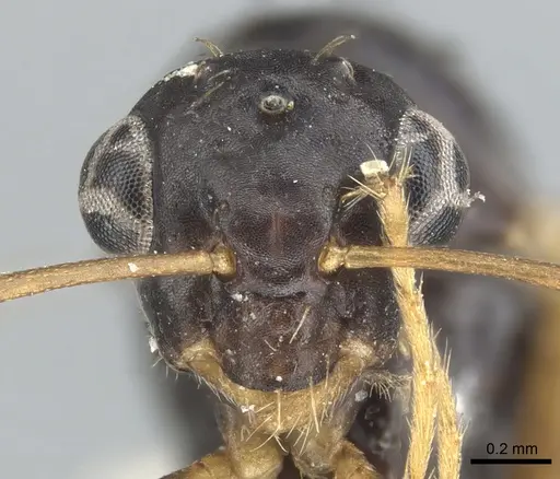 Opisthopsis haddoni - CASENT0903476