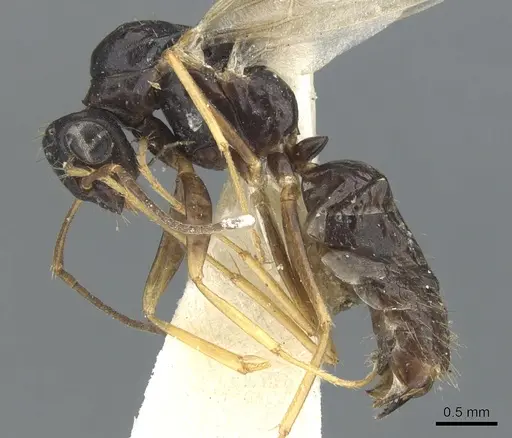 Opisthopsis haddoni - CASENT0903476