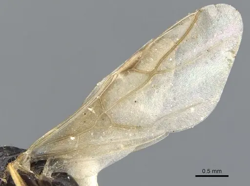 Opisthopsis haddoni - CASENT0903476