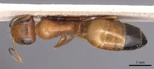 Opisthopsis haddoni - CASENT0905178