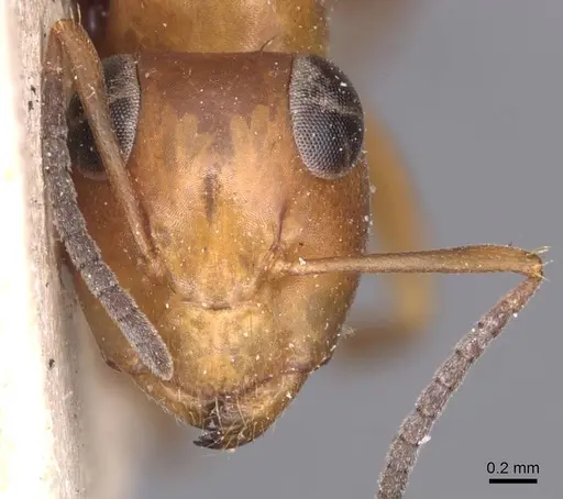 Opisthopsis haddoni - CASENT0905178